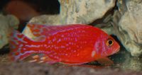 Aulonocara Fire Fisch
